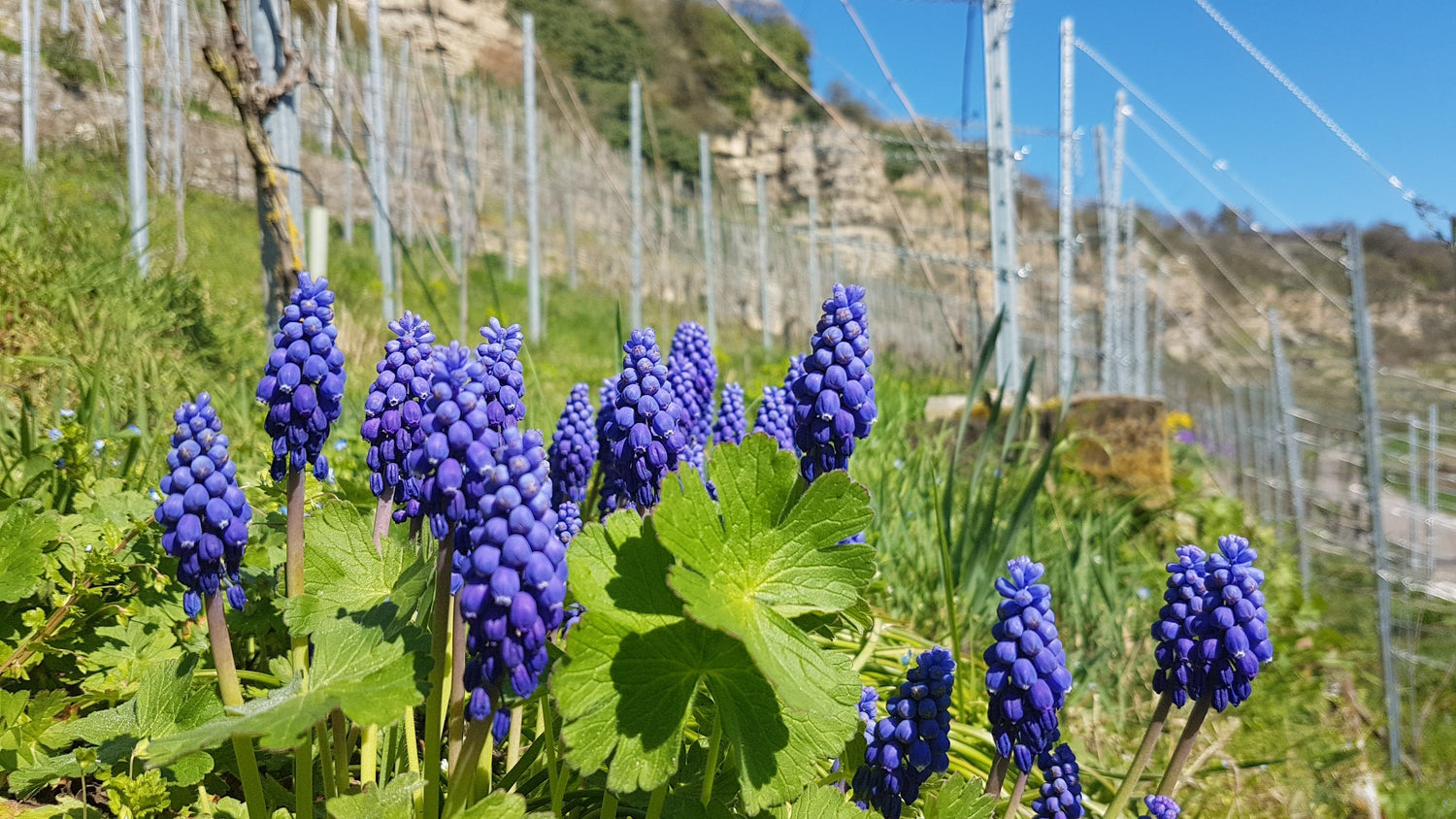 Frühling im Weinberg