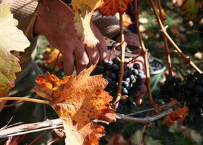 Steillagenkollektiv - Weinbergkurs Weinlese| 27.09.2025