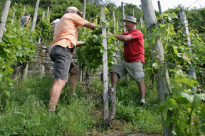 Steillagenkollektiv - Weinbergkurs Laubarbeiten und Bodenbearbeitung| 12.07.2025