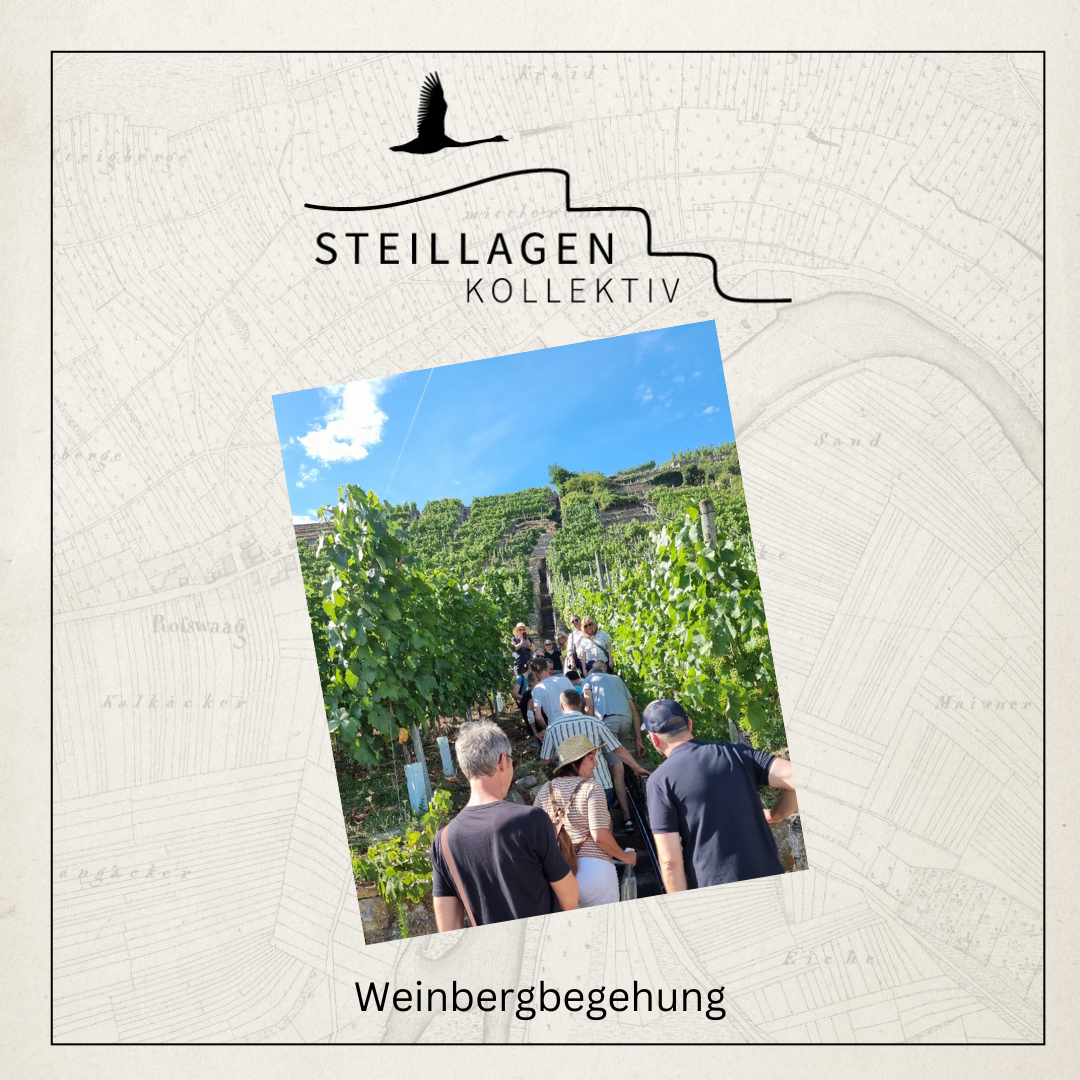 Steillagenkollektiv - Weinbergführung | Mi. 26.04.2025 - Rosswag