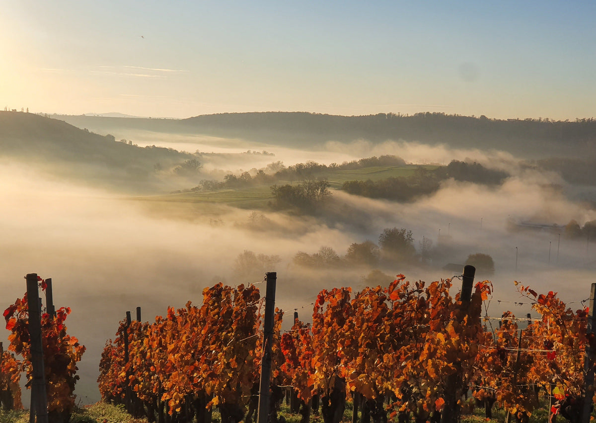 Herbst im Weinberg | 20.10.