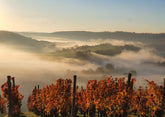 Herbst im Weinberg | 19.10.2025